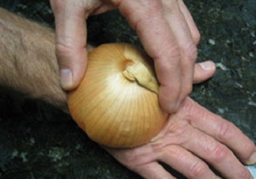 Zwiebel gegen Insektenstiche