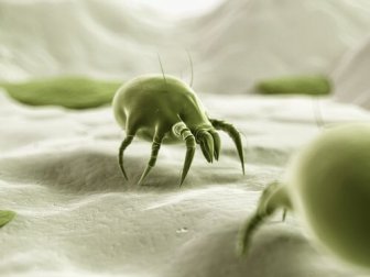 Wie viele Hausstaubmilben befinden sich im Bett? Was kann man dagegen tun?