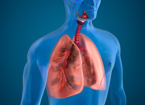 Wie du Lunge und Atemwege pflegst
