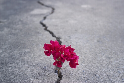 Blume voller Kraft und Leidenschaft
