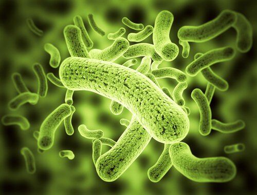 gastritis-mit-aloe-vera-lindern