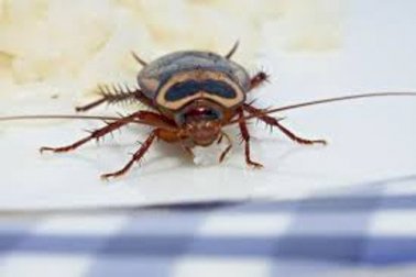 Was tun gegen Insekten in der Wohnung?