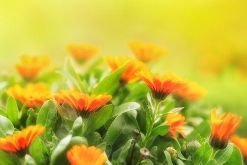 blumen-und-muecken