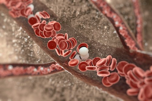 knoblauchzehe-fuer-gesunde-arterien