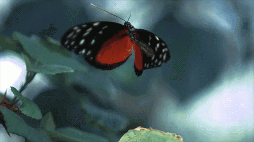 schmetterling-als-symbol-fuer-gutes