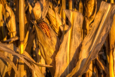Mais in der Mikrowelle zubereiten