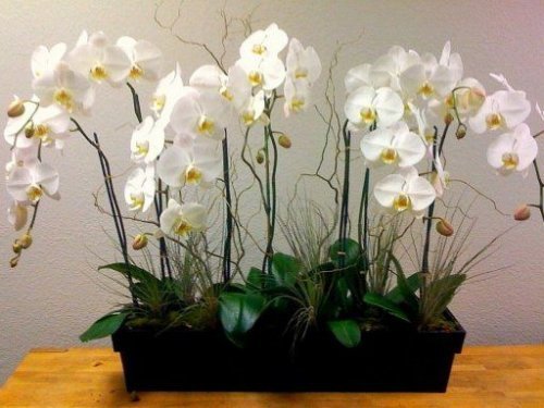 orchideen