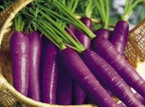 violette-moehren-im-korb