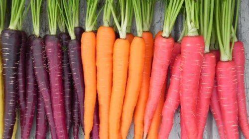 violette-und-orange-karotten
