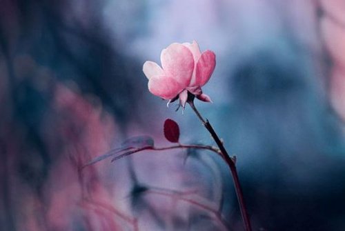 Rosa Blüte liebe