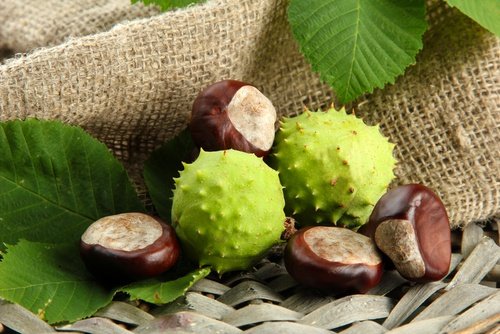 Rosskastanien gegen Gelenkschmerzen