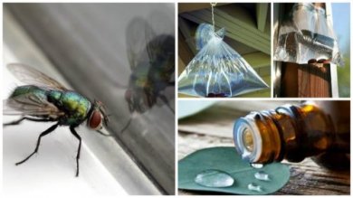Bekämpfe Fliegen in deinem Zuhause mit diesen 6 selbstgemachten Möglichkeiten