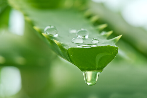 Aloe vera für Haarmasken
