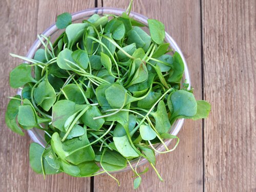 Kresse mit hochwertigem Protein