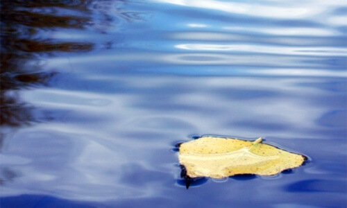 treibendes Blatt im Wasser als Symbol für Frauen, die sich aufopfern und sich einsam fühlen