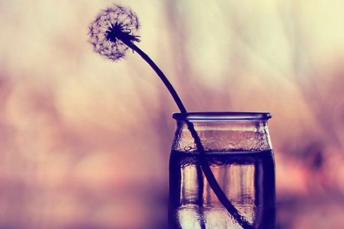 Löwenzahn im Glas als Symbol für Frauen, die sich aufopfern und dann alleine sind