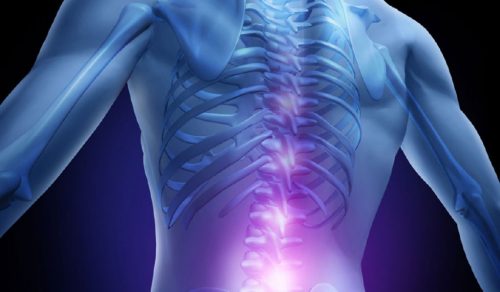Die menschliche Wirbelsäule enthält das Rückenmark.