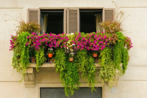 Fensterbank - Ideen für einen schönen Minigarten
