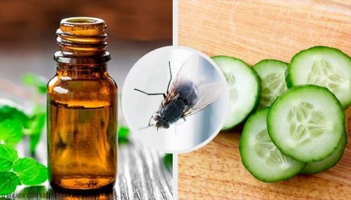 7 Naturmittel zur Abwehr von Fliegen 7 Naturmittel zur Abwehr von Fliegen