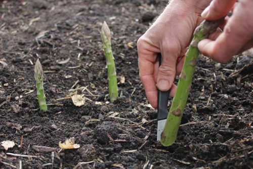 Gemüse nachwachsen lassen - Spargel