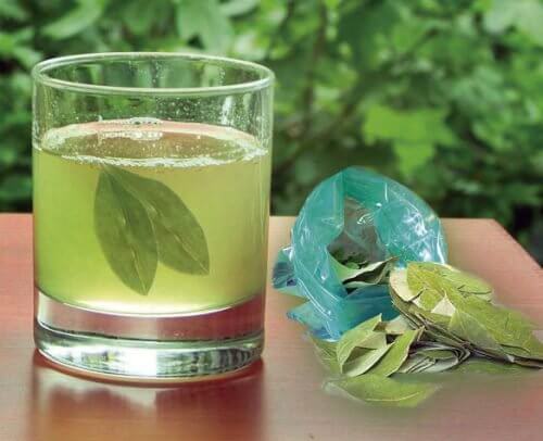 Hausmittel gegen Nierensteine Tee aus Avocadoblättern