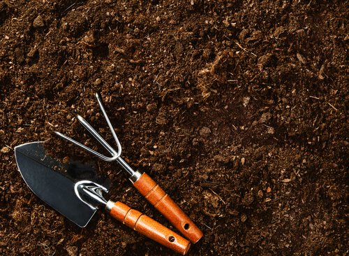 Heidelbeeren richtig pflanzen: den Boden vorbereiten