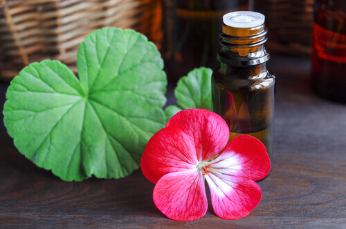 Geranienöl zur Behandlung von Cellulite