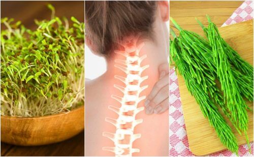 7 Heilpflanzen zur Erhaltung der Knochengesundheit 7 Heilpflanzen zur Erhaltung der Knochengesundheit
