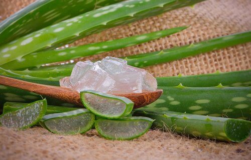 Aloe vera als Hausmittel gegen Krätze