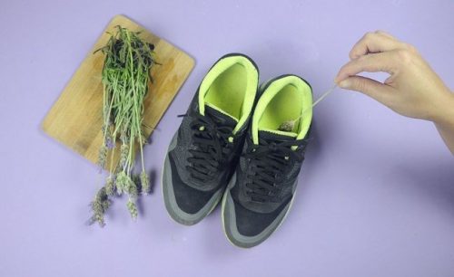 Lavendel gegen schlechten Schuhgeruch