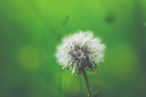 Löwenzahn als Allergen bei allergischer Rhinitis