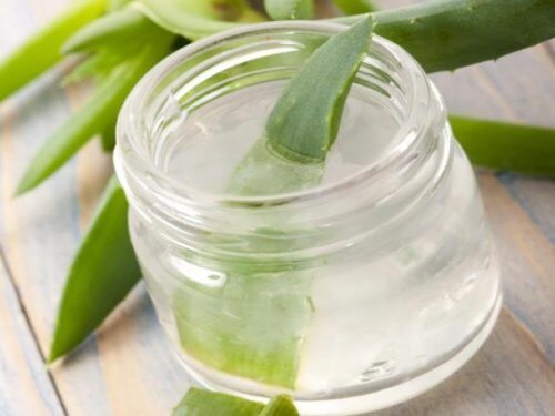 Aloe Vera Blätter