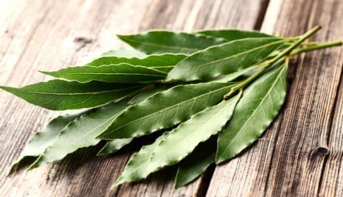 Tipps gegen Allergien: Eukalyptus