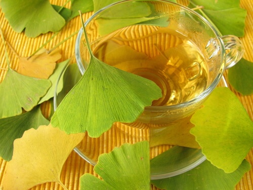 Gingko biloba zur Vorsorge gegen neurodegenerative Krankheiten