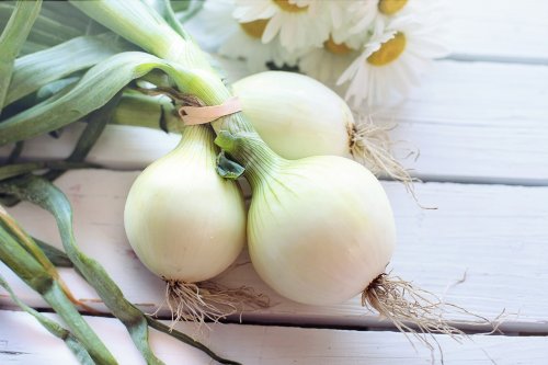 Zwiebeln für ein gesundes Immunsystem