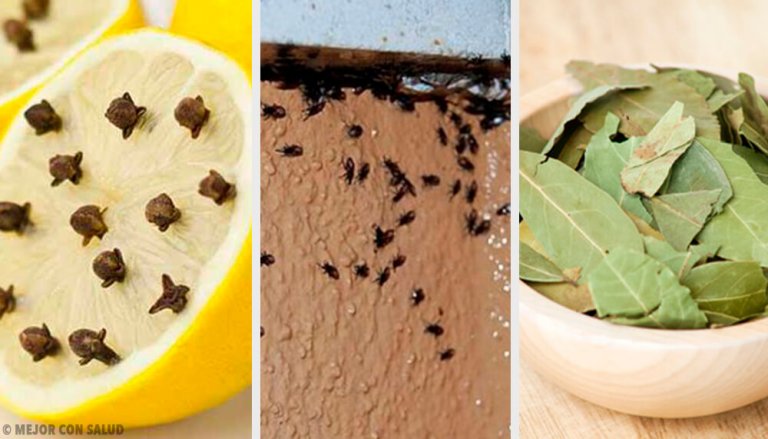 Natürliche Mittel zur Insektenvernichtung