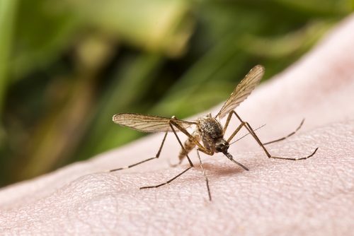 Einsatzmöglichkeiten für Wick VapoRub gegen Insekten