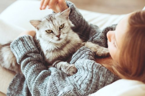Katzen als Haustiere für die Gesundheit