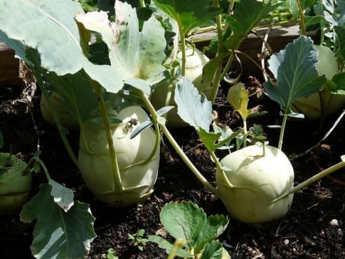 Exotische Obst- und Gemüsesorten wie zu Beispiel die Steckrübe.