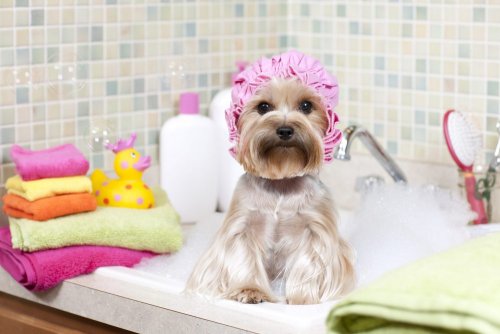 Hund in der Badewanne in einem ordentlichen Haushalt