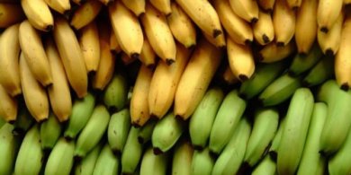 3 Unterschiede zwischen Kochbanane und Dessertbanane