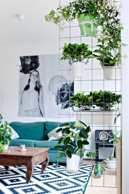Natürlicher Raumteiler mit Pflanzen