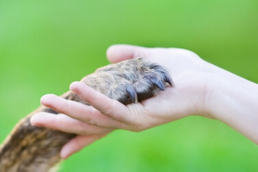 Hund braucht sein eigenes Bett, sonst findest du keinen tiefen Schlaf!