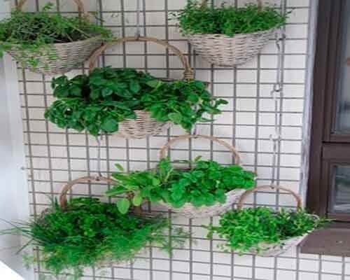 Lerne einen hängenden Garten zu bauen - Umweltbedingungen