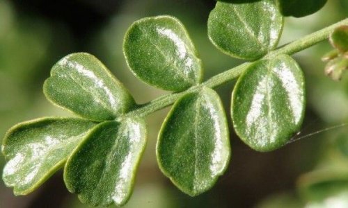 Colpachei und andere Arzneipflanzen gegen Diabetes