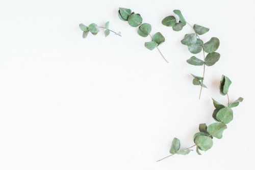 Eukalyptus und andere Arzneipflanzen gegen Diabetes