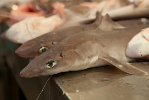 Fischarten, die du lieber nicht essen solltest: Hundshai