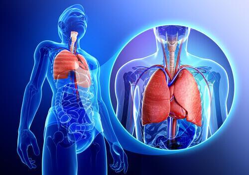Atemwege - Asthma bronchiale