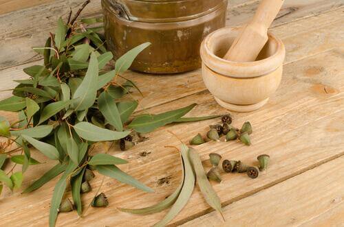 Heilmittel gegen Allergien Eukalyptus