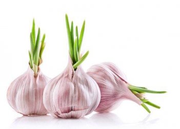 Knoblauch selber pflanzen ist ganz einfach!